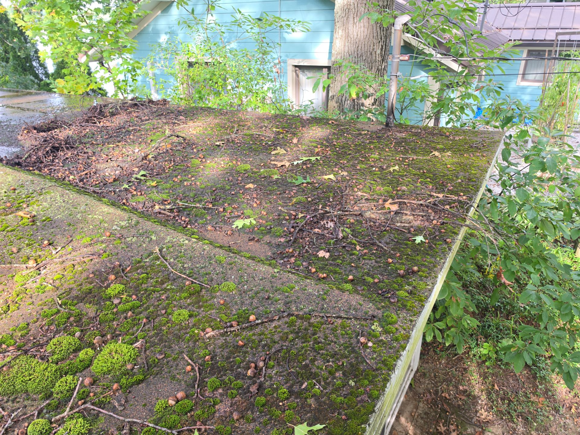 Low Slope Roof Surface Completely Covered In Thick Green Moss Twigs And Fallen Acorns. Roof Cleaning. Double A Power Washing